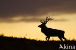 Red Deer (Cervus elaphus)