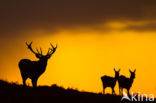 Red Deer (Cervus elaphus)