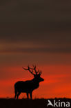 Red Deer (Cervus elaphus)