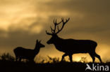 Red Deer (Cervus elaphus)