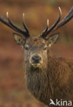 Edelhert (Cervus elaphus)