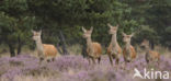 Red Deer (Cervus elaphus)