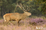 Red Deer (Cervus elaphus)