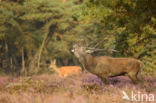 Red Deer (Cervus elaphus)