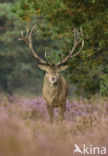 Red Deer (Cervus elaphus)