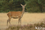 Red Deer (Cervus elaphus)
