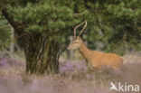 Red Deer (Cervus elaphus)