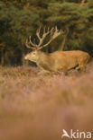 Red Deer (Cervus elaphus)