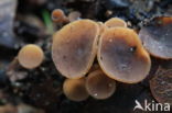 Ciboria batschiana
