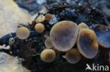 Ciboria batschiana