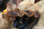 Ciboria batschiana
