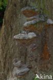 Phellinus robustus