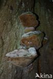 Phellinus robustus