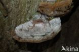 Eikevuurzwam (Phellinus robustus)