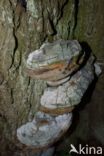 Phellinus robustus