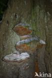 Eikevuurzwam (Phellinus robustus)