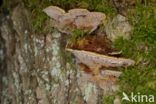 Inonotus radiatus