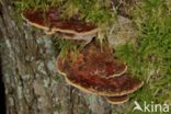 Inonotus radiatus