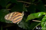 Isabella s Heliconian (Eueides isabella)