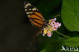 Isabella s Heliconian (Eueides isabella)