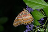 Isabella s Heliconian (Eueides isabella)