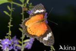 Eueides isabella