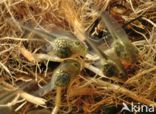 European Tree Frog (Hyla arborea)