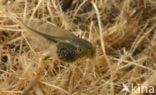 Europese boomkikker (Hyla arborea)