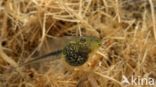 Europese boomkikker (Hyla arborea)