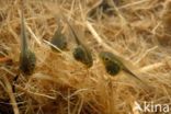 Europese boomkikker (Hyla arborea)