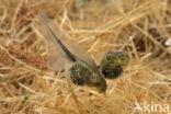 Europese boomkikker (Hyla arborea)