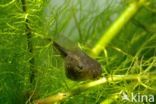 Europese boomkikker (Hyla arborea)