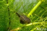 Europese boomkikker (Hyla arborea)