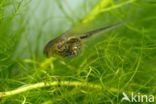 European Tree Frog (Hyla arborea)