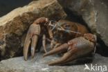 River Crayfish (Astacus astacus)