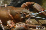 River Crayfish (Astacus astacus)