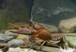 River Crayfish (Astacus astacus)