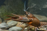 River Crayfish (Astacus astacus)