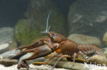 Europese rivierkreeft (Astacus astacus)