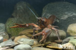 River Crayfish (Astacus astacus)