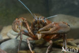 River Crayfish (Astacus astacus)