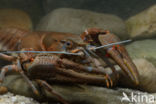 River Crayfish (Astacus astacus)