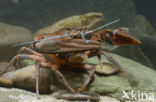 River Crayfish (Astacus astacus)