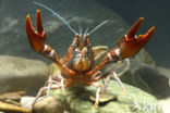 River Crayfish (Astacus astacus)