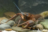 River Crayfish (Astacus astacus)