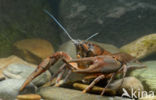 River Crayfish (Astacus astacus)