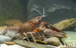 River Crayfish (Astacus astacus)