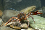 Europese rivierkreeft (Astacus astacus)