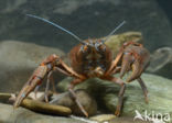 River Crayfish (Astacus astacus)