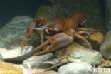 River Crayfish (Astacus astacus)